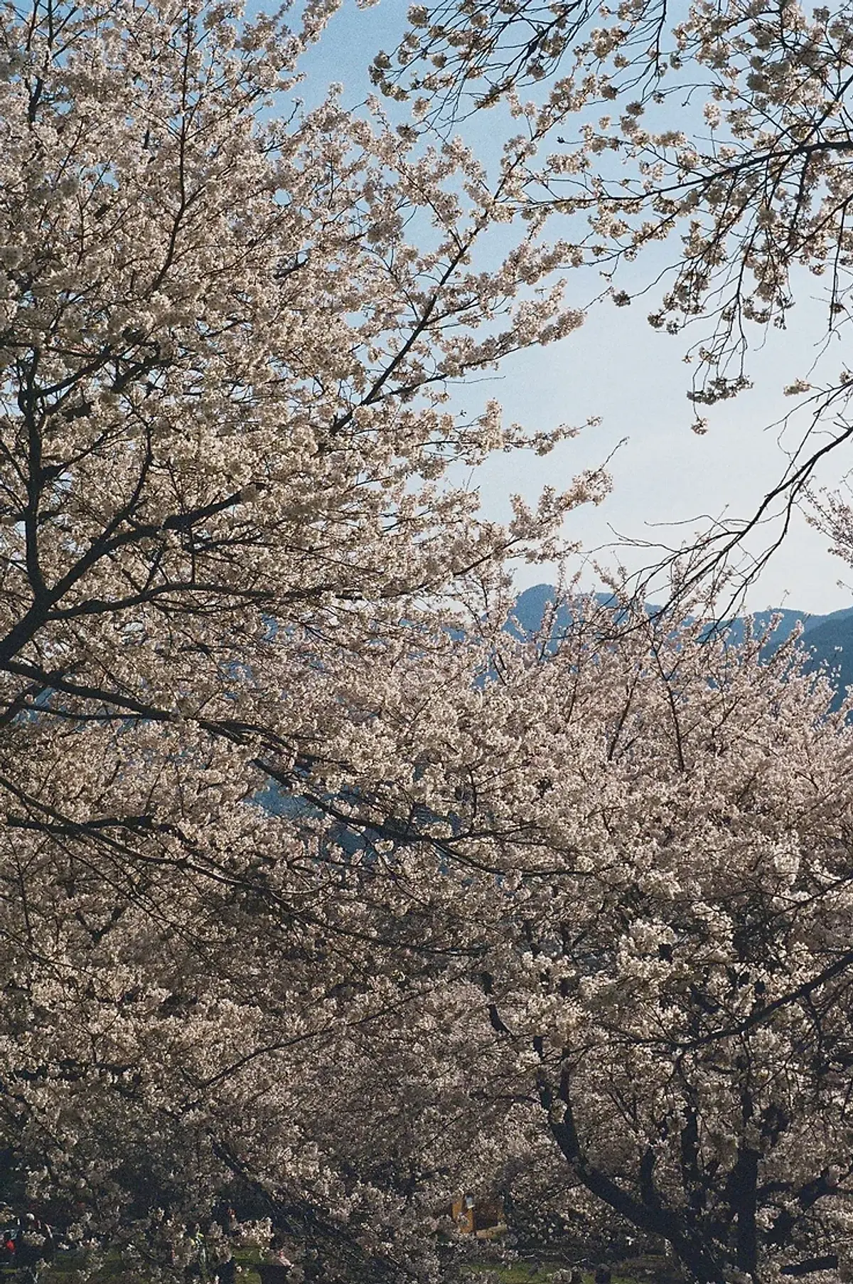 Shot on Fujifilm 400